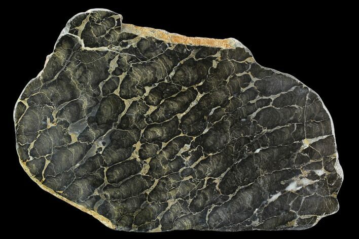 Polished Stromatolite (Boxonia) From Australia - Million Years #129161